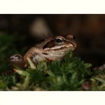 Frosch