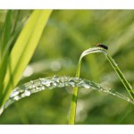 Im Gras