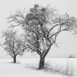 Bäume im Schnee