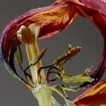 G. Nowok - Die Tulpe