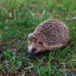 Igel