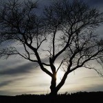 Baum im Abendlicht