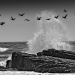 D. Bahr - Cape of good hope