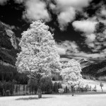 H. Lodes - Ahornboden
