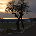 L. Braeuer - Der Baum