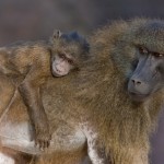 T. Bahl - Affe